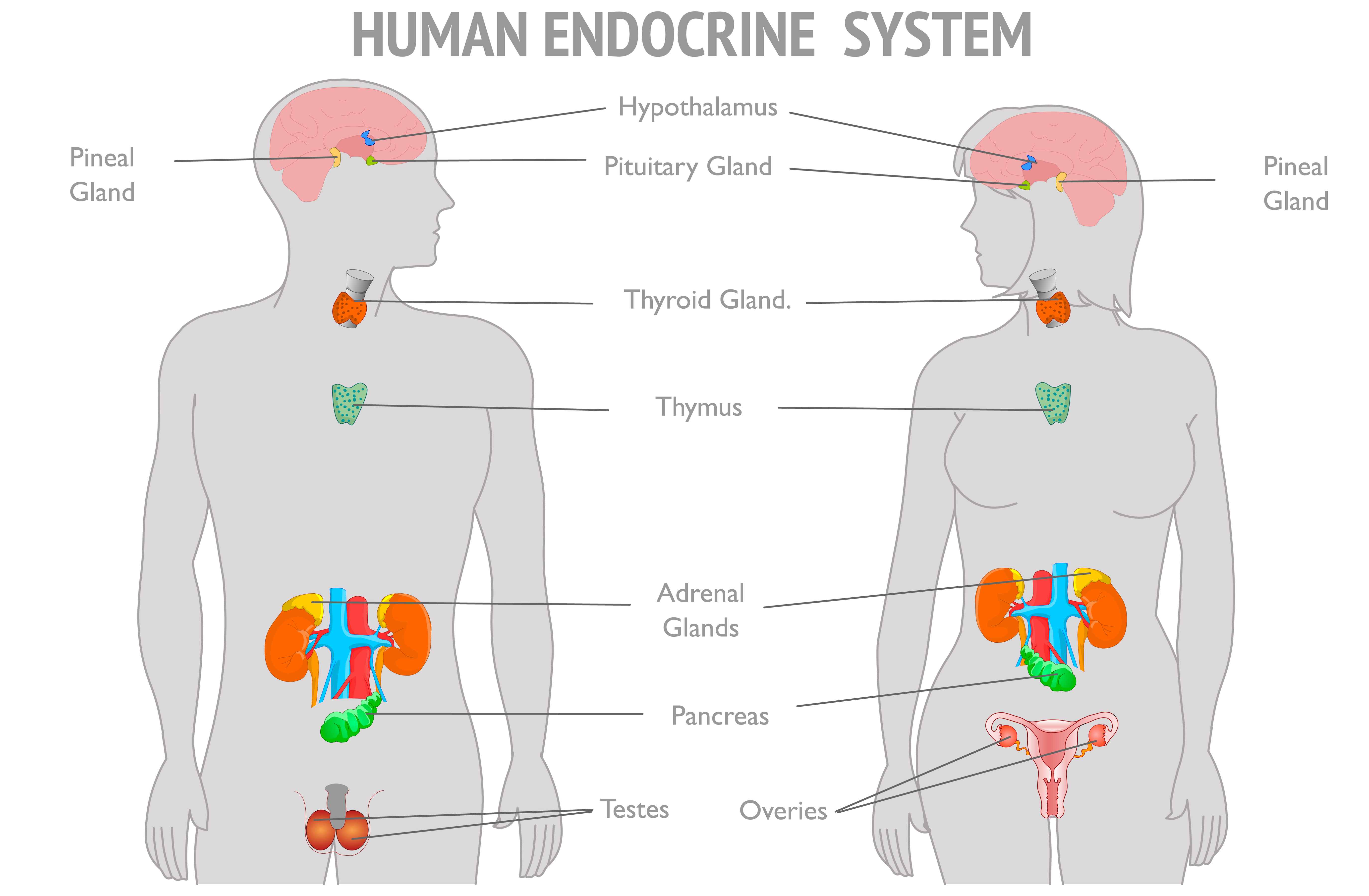 Bio Island Endocrine system explained in males and females